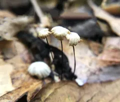 Marasmius capillaris thumbnail 2