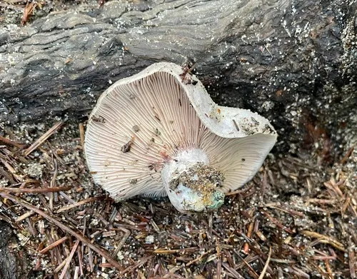 Silver-blue Milkcap