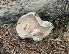 Silver-blue Milkcap thumbnail 1