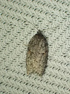 Acleris hudsoniana thumbnail 2