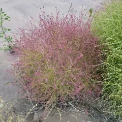 Winged Pigweed thumbnail 3