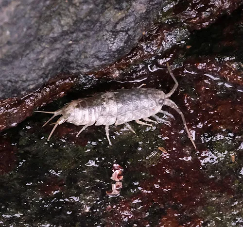 Common Sea Slater