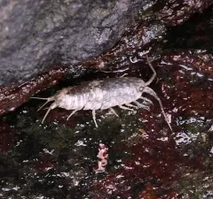 Common Sea Slater thumbnail 1
