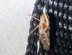 Saratoga Spittlebug thumbnail 2