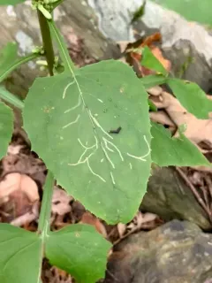 Ophiomyia congregata thumbnail 3
