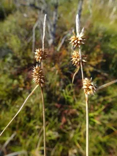 Long-stalked Yellow-sedge thumbnail 4