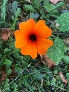 Black-eyed Susan vine thumbnail 3