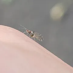painted maple aphid thumbnail 1