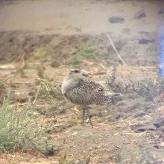 American Golden-Plover thumbnail 4