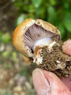 Phlegmacium alticaudum thumbnail 3