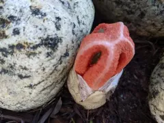 column stinkhorn thumbnail 2