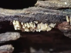 Rectipilus davidii thumbnail 4