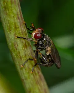 Thecophora propinqua thumbnail 3