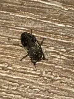 Dermestes caninus thumbnail 1