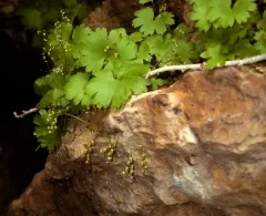 Hapeman's Coolwort thumbnail 3