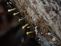 Trichoderma flavipes thumbnail 2