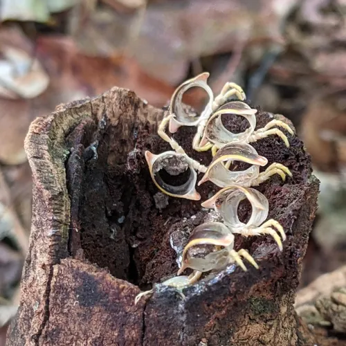 Arthrophaga myriapodina