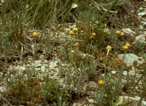 Artemisia simplex