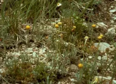 Artemisia simplex thumbnail 1