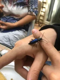 Semanotus amethystinus thumbnail 2