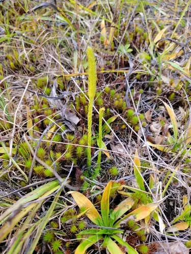 northern appressed bog clubmoss
