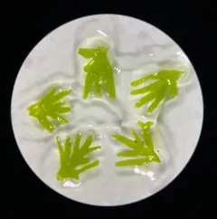 Palmate Germanderwort thumbnail 4