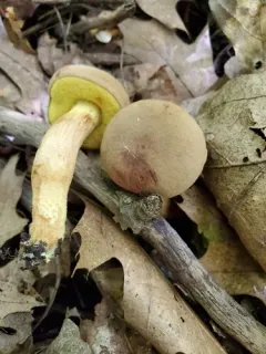 Xerocomus spadiceus thumbnail 3