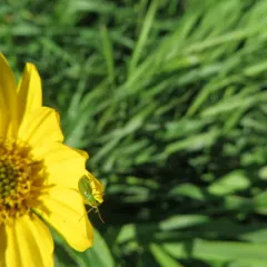 northern corn rootworm thumbnail 4