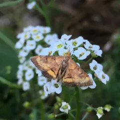 California Pyrausta Moth thumbnail 2