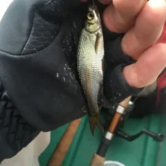 Golden Shiner thumbnail 3
