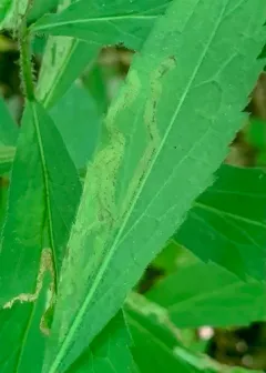 Phytomyza astotinensis thumbnail 2