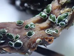 Myrothecium inundatum thumbnail 1