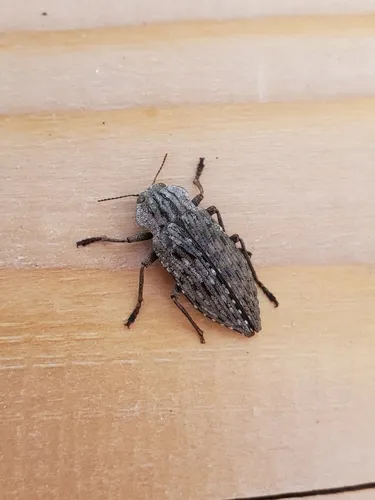 Dicerca crassicollis