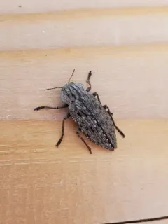 Dicerca crassicollis thumbnail 1