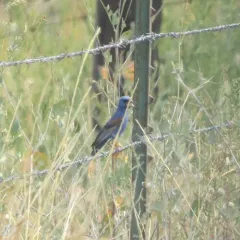 Blue Grosbeak thumbnail 3