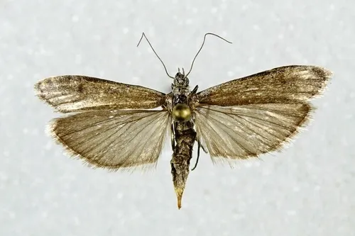 Homoeosoma phaeoboreas