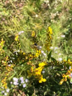 Andrena braccata thumbnail 1