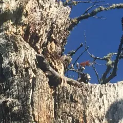 Western Fence Lizard thumbnail 4