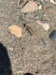 Striped Sand Grasshopper thumbnail 2