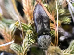 Destitute Click Beetle thumbnail 2