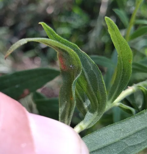 Asphondylia solidaginis
