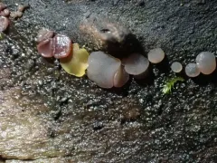 Ascocoryne lilacina thumbnail 1