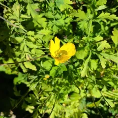 Welsh Poppy thumbnail 4