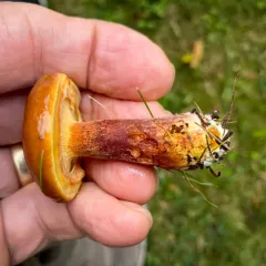 Larch Bolete thumbnail 3