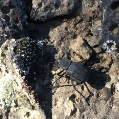 Philolithus densicollis thumbnail 3