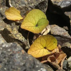 Olympic Violet thumbnail 2