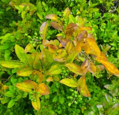 garden privet thumbnail 3