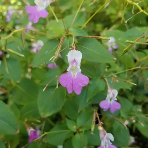 Kashmir Balsam
