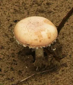 Salmon Amanita thumbnail 3