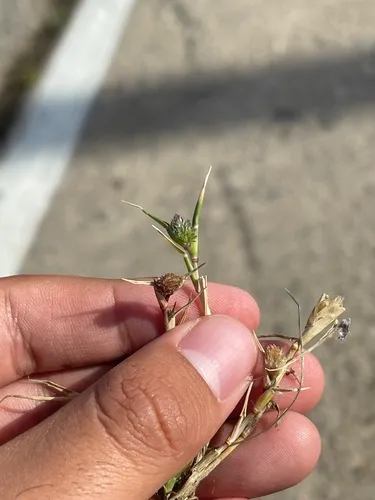 swamp pricklegrass